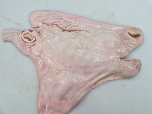 신화원 한우거세 소머리 발골 (1마리,골뼈미포함) 냉동 (14kg이상)